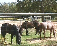 Grazing